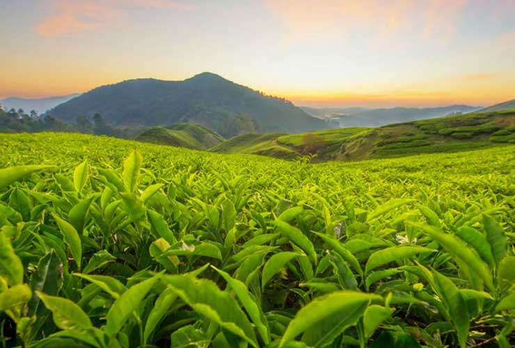 Tea Garden Image